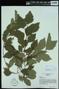 Crataegus viridis image