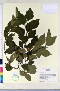 Crataegus viridis image