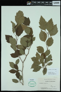 Crataegus viridis image