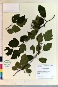 Crataegus viridis image