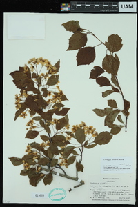 Crataegus viridis image