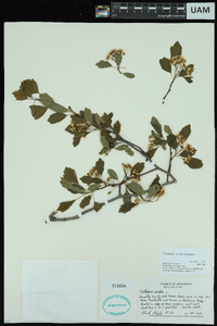 Crataegus viridis image