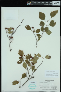 Crataegus viridis image