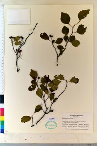 Crataegus viridis image