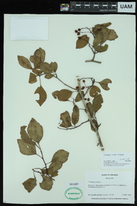 Crataegus viridis image