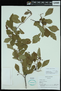 Crataegus viridis image