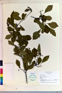 Crataegus viridis image