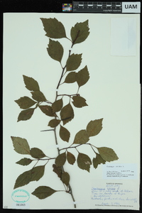 Crataegus viridis image