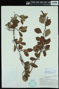 Crataegus viridis image