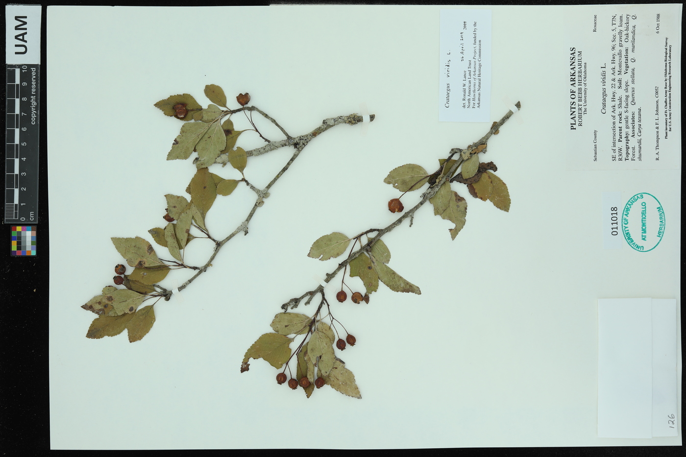 Crataegus viridis image