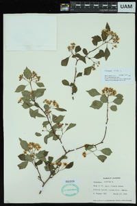 Crataegus viridis image