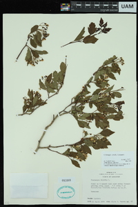 Crataegus viridis image