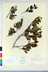 Crataegus viridis image