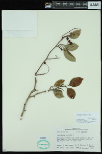 Crataegus viridis image