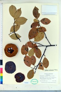 Chaenomeles sinensis image