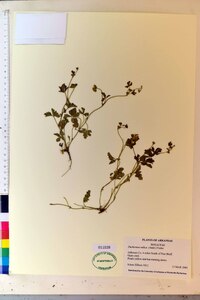 Potentilla indica image