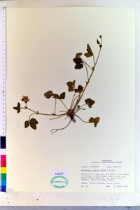 Potentilla indica image