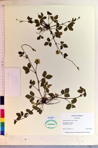 Potentilla indica image