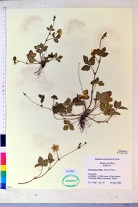 Potentilla indica image