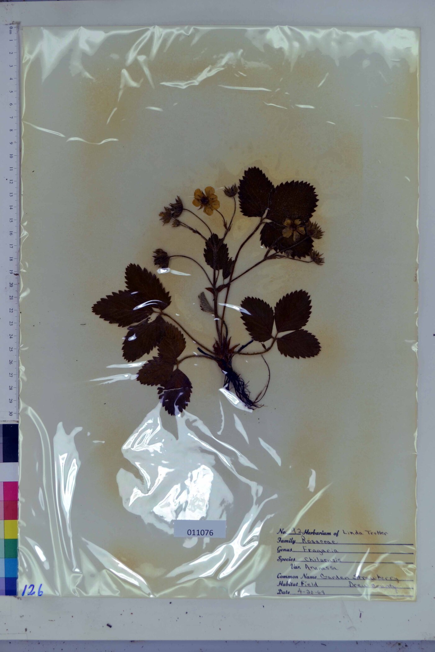 Fragaria chiloensis var. ananassa image