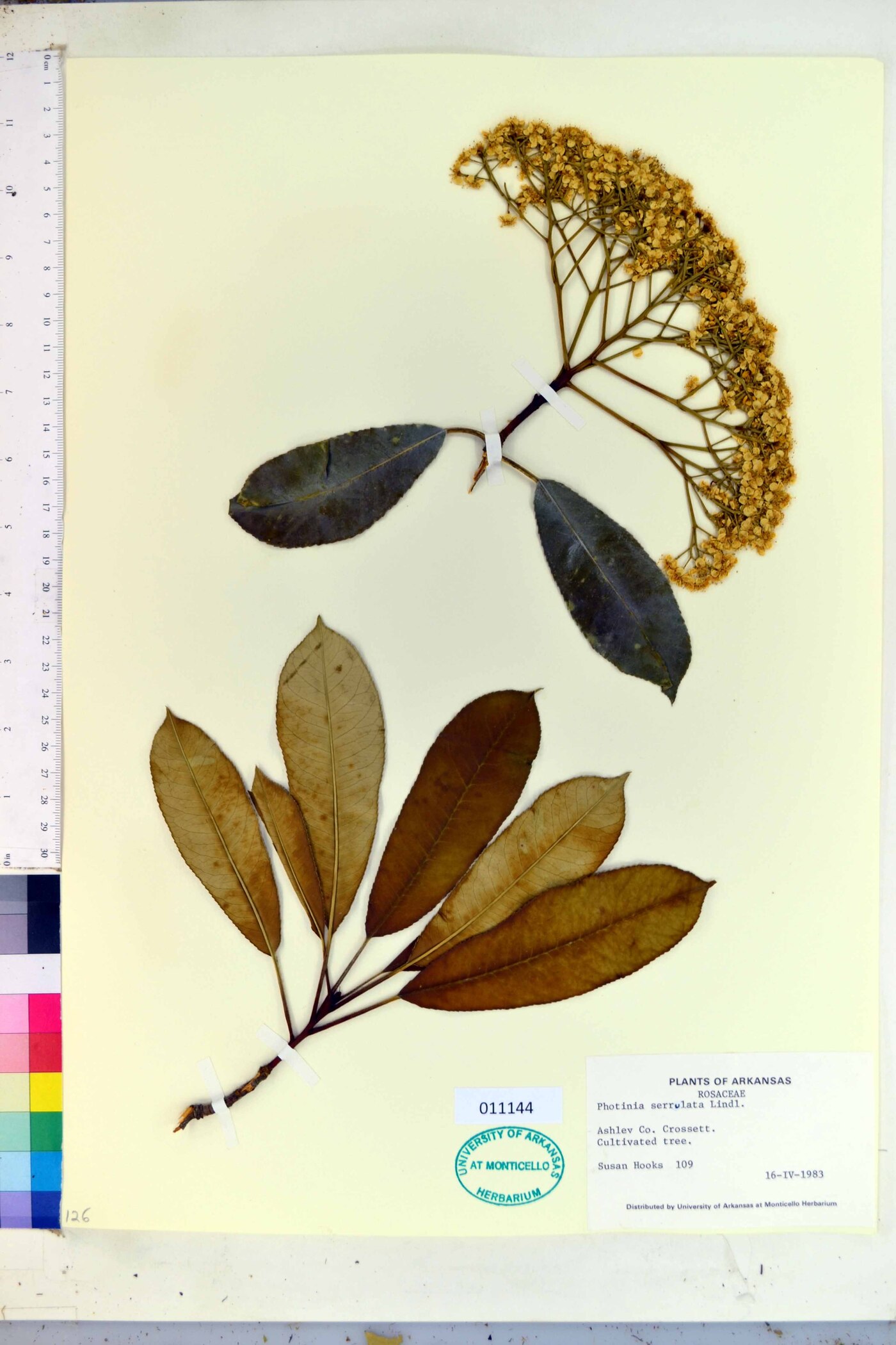 Photinia serrulata image