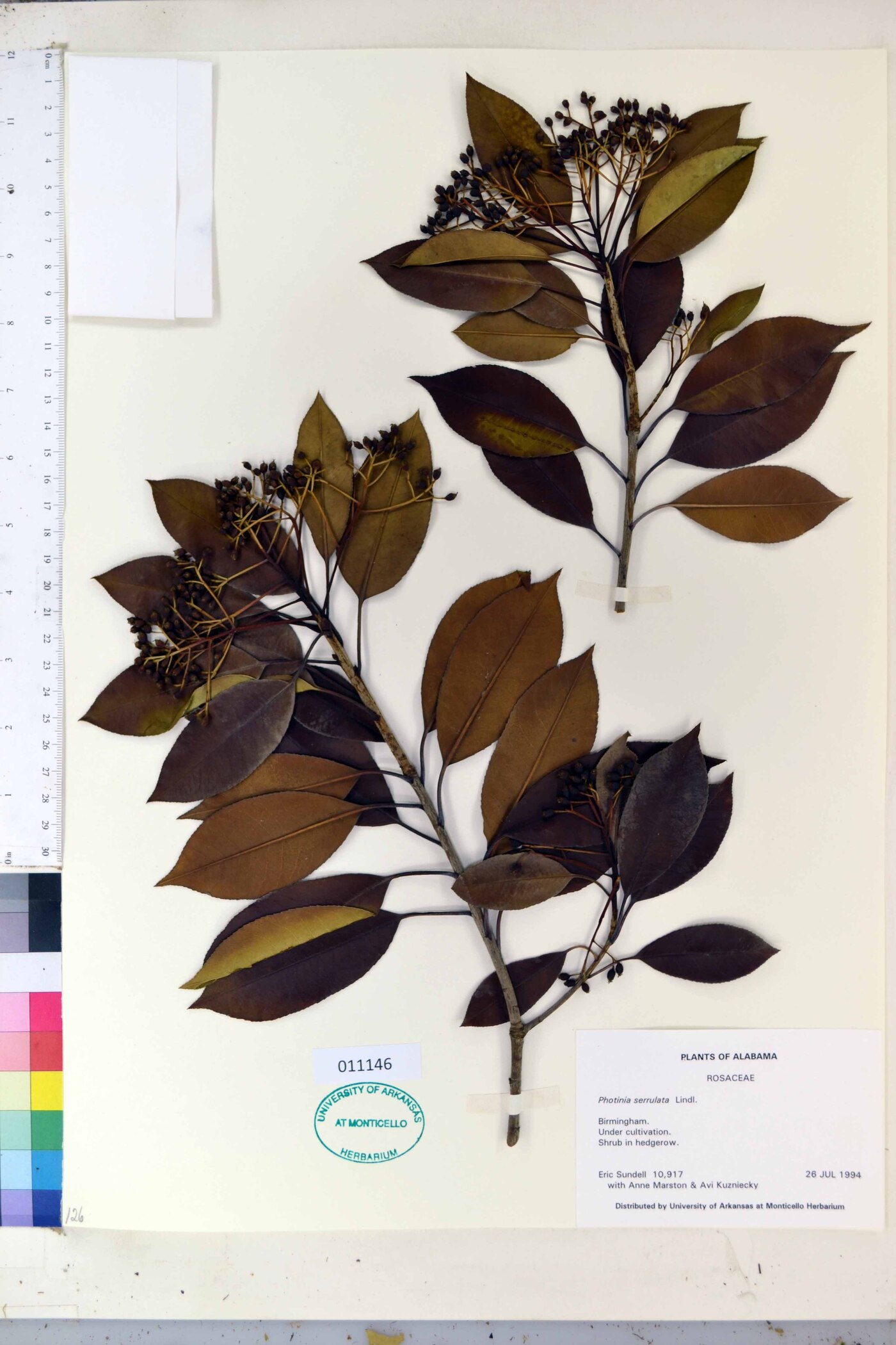 Photinia serrulata image