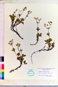Sibbaldiopsis tridentata image