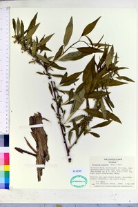 Prinsepia sinensis image