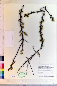 Prunus angustifolia image