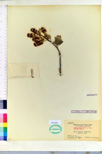 Prunus lyonii image