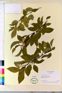 Prunus pensylvanica image