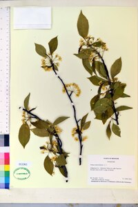 Prunus pensylvanica image