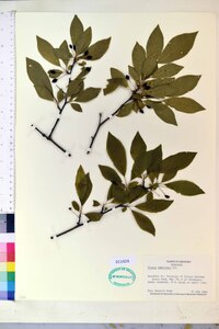 Prunus umbellata image