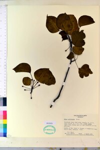 Pyrus calleryana image