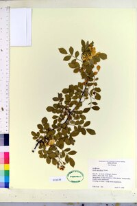 Rosa multiflora image