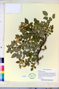 Rosa multiflora image