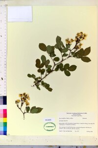 Rosa multiflora image