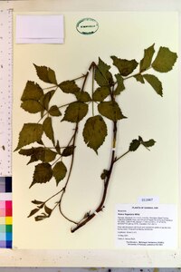 Rubus flagellaris image