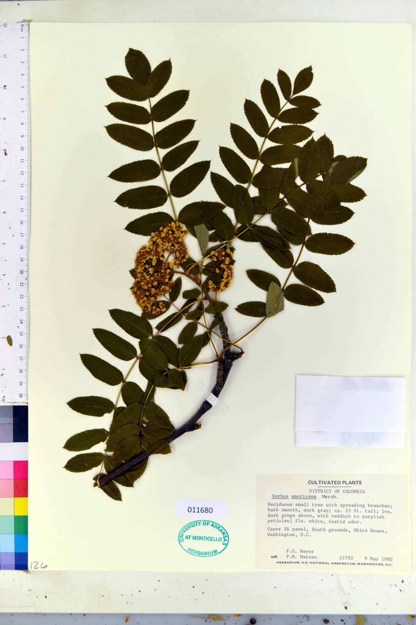 Sorbus alnifolia image