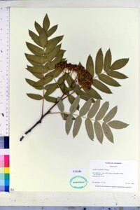 Sorbus aucuparia image