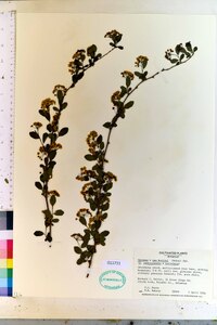 Spiraea × vanhouttei image