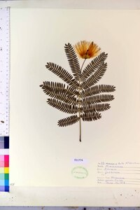 Albizia julibrissin image