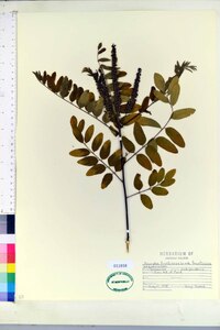 Amorpha fruticosa var. fruticosa image