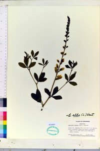 Baptisia alba image