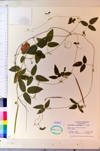 Centrosema virginianum image