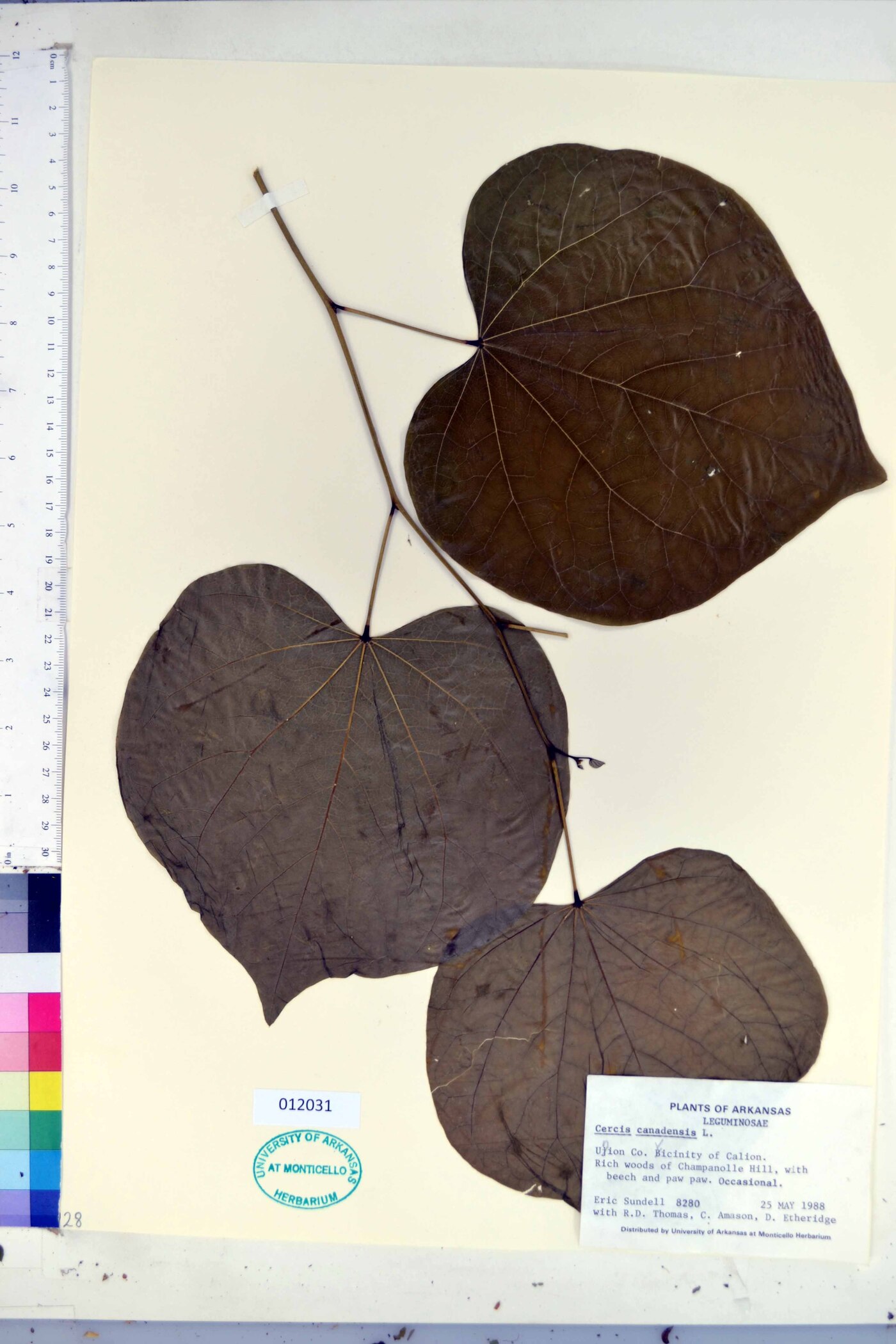 Cercis occidentalis image