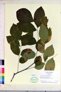 Cladrastis kentukea image