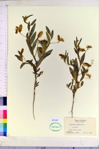 Crotalaria sagittalis image