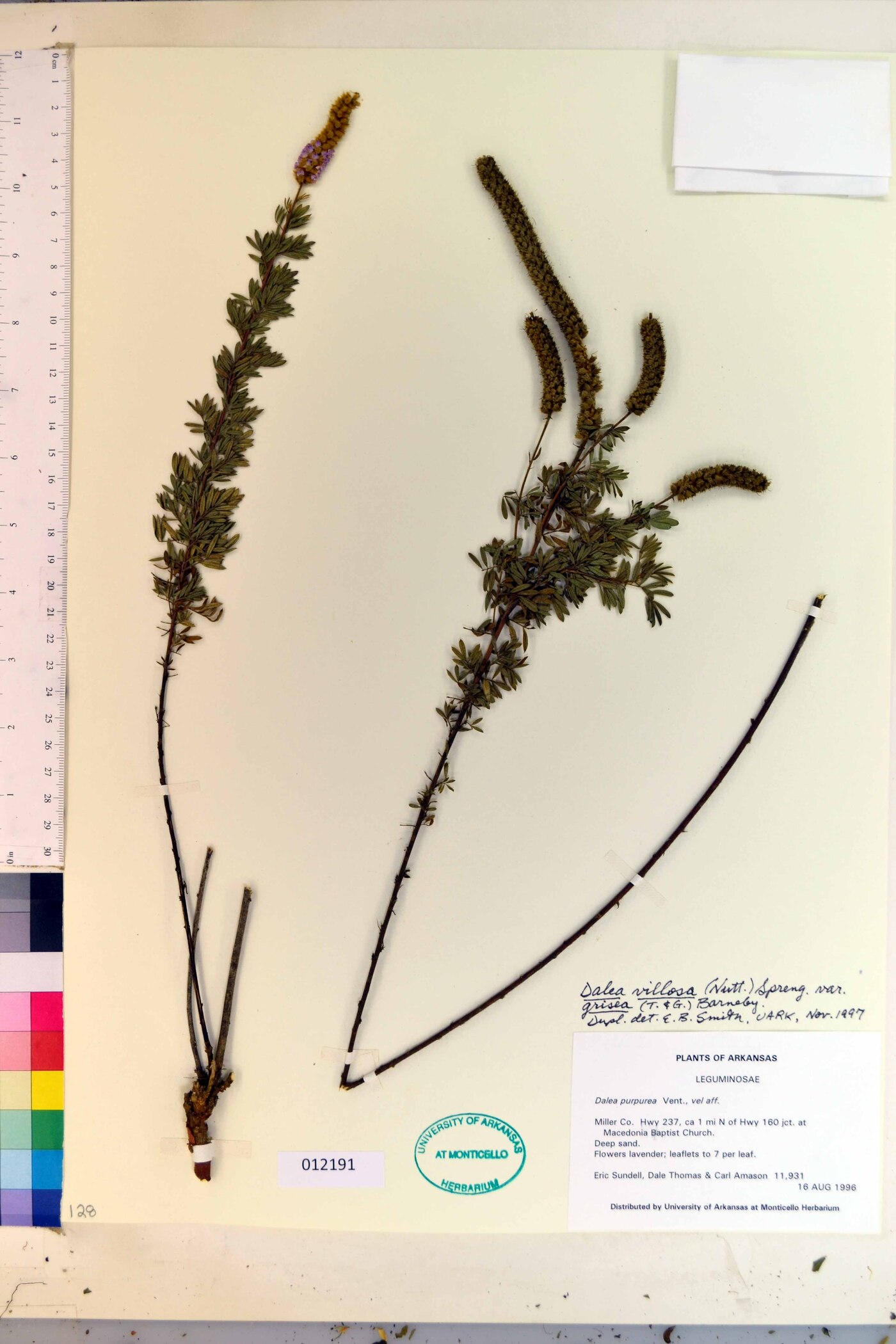 Dalea villosa image
