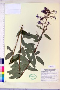 Desmodium ciliare image